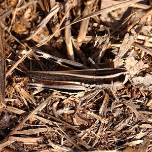 Macrotona australis (Common Macrotona Grasshopper) at O'Connor, ACT by ConBoekel