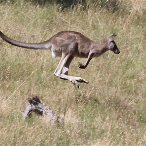 Macropus giganteus at West Wodonga, VIC - 1 Jan 2025 08:39 AM