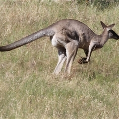 Macropus giganteus at West Wodonga, VIC - 1 Jan 2025