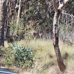 Macropus giganteus at West Wodonga, VIC - 1 Jan 2025 08:39 AM