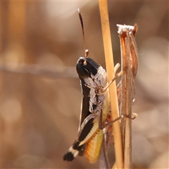 Macrotona australis (Common Macrotona Grasshopper) at O'Connor, ACT - 5 Jan 2025 by ConBoekel