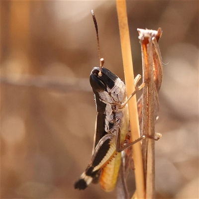 Macrotona australis (Common Macrotona Grasshopper) at O'Connor, ACT - 5 Jan 2025 by ConBoekel