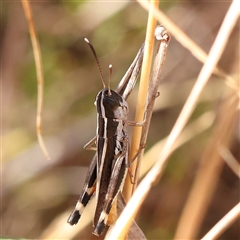 Macrotona australis at O'Connor, ACT - 6 Jan 2025 08:36 AM