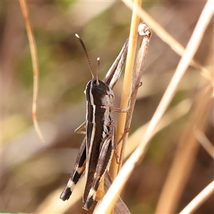 Macrotona australis at O'Connor, ACT - 6 Jan 2025 08:36 AM