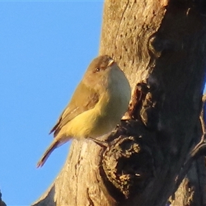 Smicrornis brevirostris at Symonston, ACT - 6 Jan 2025 06:22 AM