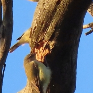 Smicrornis brevirostris at Symonston, ACT - 6 Jan 2025 06:22 AM