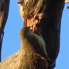 Smicrornis brevirostris at Symonston, ACT - 6 Jan 2025 06:22 AM