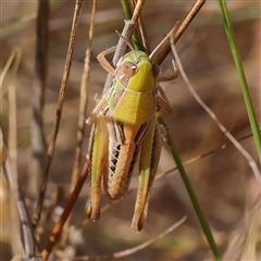 Praxibulus sp. (genus) (A grasshopper) at O'Connor, ACT - 6 Jan 2025 by ConBoekel