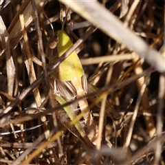 Praxibulus sp. (genus) at O'Connor, ACT - 6 Jan 2025