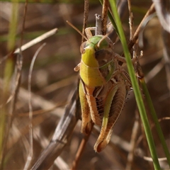 Praxibulus sp. (genus) at O'Connor, ACT - 6 Jan 2025