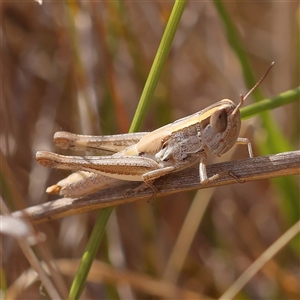 Praxibulus sp. (genus) (A grasshopper) at O'Connor, ACT by ConBoekel