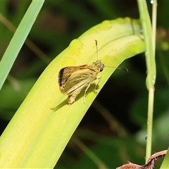 Ocybadistes walkeri (Green Grass-dart) at Wodonga, VIC - 2 Jan 2025 by KylieWaldon