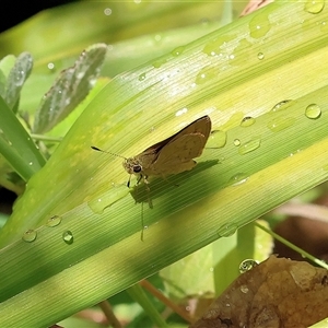 Ocybadistes walkeri at Wodonga, VIC - 2 Jan 2025 12:24 PM