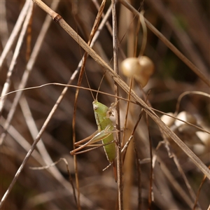 Conocephalus semivittatus at O'Connor, ACT - 6 Jan 2025