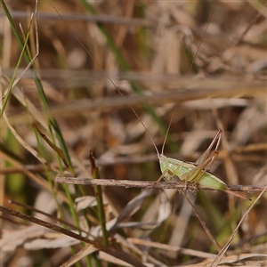 Conocephalus semivittatus at O'Connor, ACT - 6 Jan 2025