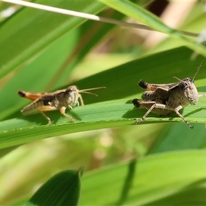 Phaulacridium vittatum (Wingless Grasshopper) at Wodonga, VIC by KylieWaldon