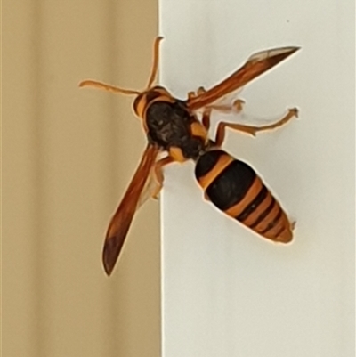 Abispa splendida (Large Potter Wasp) at Copmanhurst, NSW by MazzV