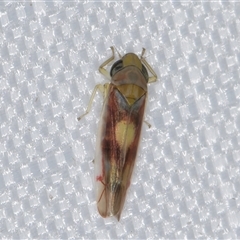 Dikraneurini (tribe) (A microleafhopper) at Melba, ACT - 5 Jan 2025 by kasiaaus