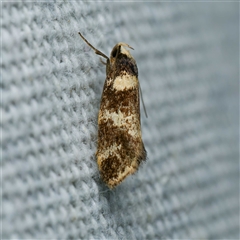 Isomoralla gephyrota (A Concealer moth) at Harrison, ACT - 5 Jan 2025 by DPRees125