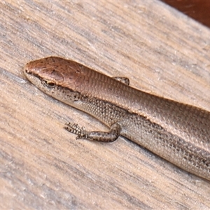 Lampropholis delicata (Delicate Skink) at Monash, ACT by debhart