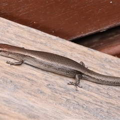 Lampropholis delicata at Monash, ACT - 1 Dec 2024