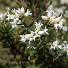 Acrothamnus hookeri (Mountain Beard Heath) at Tinderry, NSW - 4 Nov 2024 by RobG1