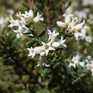 Acrothamnus hookeri at Tinderry, NSW - 4 Nov 2024