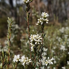 Acrothamnus hookeri at Tinderry, NSW - 4 Nov 2024