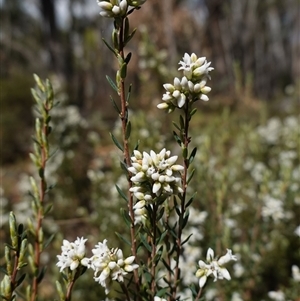 Acrothamnus hookeri at Tinderry, NSW - 4 Nov 2024