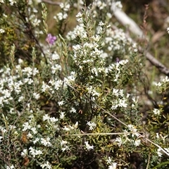 Acrothamnus hookeri at Tinderry, NSW - 4 Nov 2024