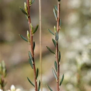 Acrothamnus hookeri at Tinderry, NSW - 4 Nov 2024