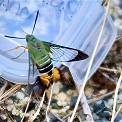 Cephonodes kingii (Gardenia Bee Hawk Moth) at Woolgoolga, NSW - 6 Jan 2025 by MrsK