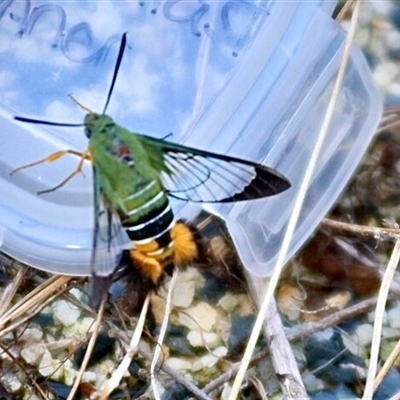 Cephonodes kingii (Gardenia Bee Hawk Moth) at Woolgoolga, NSW - 6 Jan 2025 by MrsK