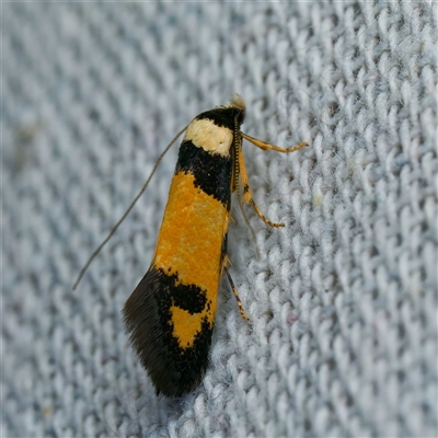 Cosmopterigidae (family) undescribed species (a cosmet moth) at Harrison, ACT - 6 Jan 2025 by DPRees125