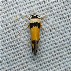 Cosmopterigidae (family) undescribed species at Harrison, ACT - 6 Jan 2025