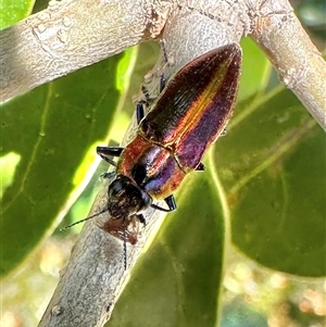 Selagis aurifera (Aurifera jewel beetle) at Pialligo, ACT by Pirom