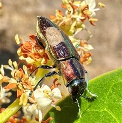 Selagis aurifera at Pialligo, ACT - 4 Jan 2025 12:40 PM