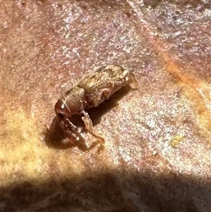 Ancyttalia sp. (genus) at Pialligo, ACT - 4 Jan 2025 12:38 PM