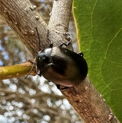 Chalcopteroides spectabilis (Rainbow darkling beetle) at Pialligo, ACT - 2 Jan 2025 by Pirom