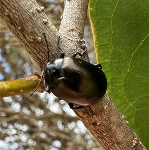 Chalcopteroides spectabilis at Pialligo, ACT - 2 Jan 2025 03:59 PM