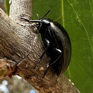 Chalcopteroides spectabilis at Pialligo, ACT - 2 Jan 2025 03:59 PM