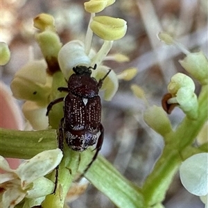 Microvalgus sp. (genus) at Pialligo, ACT - 4 Jan 2025 12:55 PM