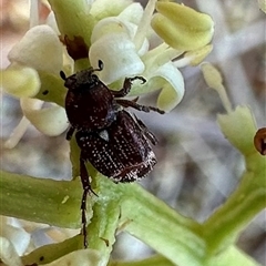 Microvalgus sp. (genus) at Pialligo, ACT - 4 Jan 2025