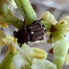 Microvalgus sp. (genus) at Pialligo, ACT - 4 Jan 2025