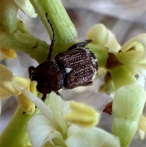 Microvalgus sp. (genus) at Pialligo, ACT - 4 Jan 2025 12:55 PM