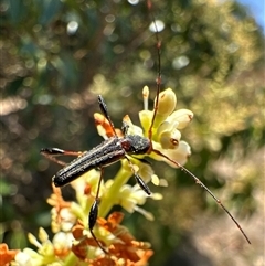 Amphirhoe sloanei (Longicorn or Longhorn beetle) at Pialligo, ACT - 4 Jan 2025 by Pirom