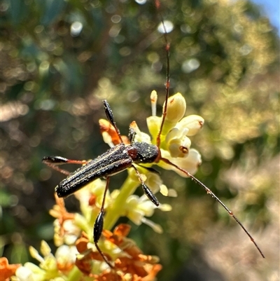 Amphirhoe sloanei (Longicorn or Longhorn beetle) at Pialligo, ACT - 4 Jan 2025 by Pirom