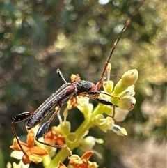 Amphirhoe sloanei at Pialligo, ACT - 4 Jan 2025 01:18 PM