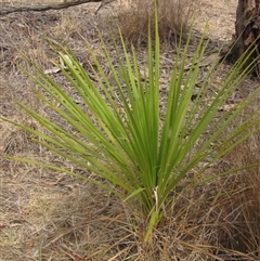 Cordyline sp. (Cordyline) at Hawker, ACT - 25 Nov 2024 by pinnaCLE