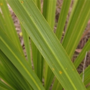 Cordyline sp. at Hawker, ACT - 25 Nov 2024